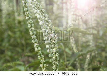 beautiful green herb Justicia betonica White Shrimp Plant Squirrel' Tails in the garden with sun light at morning herb in the garden