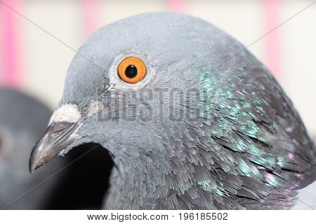 A Headshot of a Gaby Vandenabeele Racing Homer Pigeon