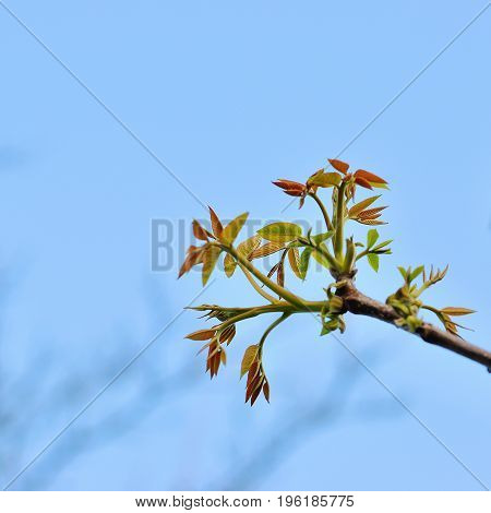 Beautiful spring blooming tree gentle white flowers fresh cherry blossom