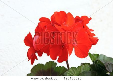 Beautiful flower of geranium on white background