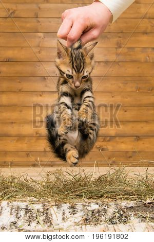 The kitten was taken by the scruff on the background of a wooden wall