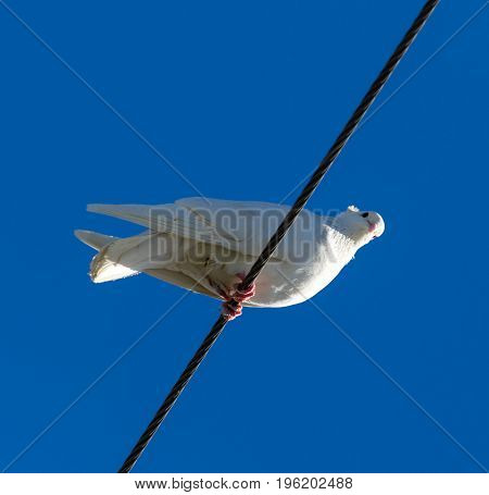 Dove on an electric wire on a blue sky background .