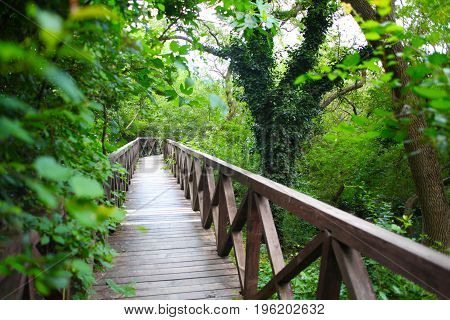 wooden bridge road in a rainforest landscape 1