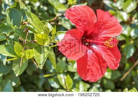 the image a red flower blossomed in summer