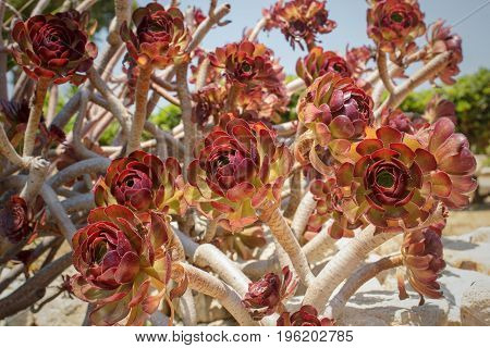 Red Flower Bloomed