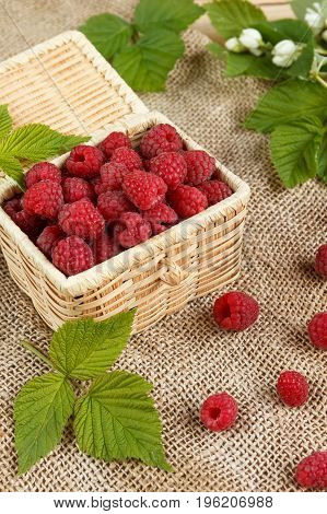 Fresh raspberries in a wicker box and honey green leaves.