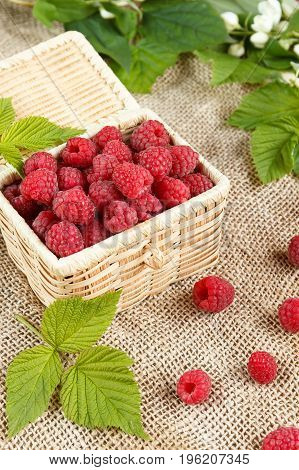 Fresh raspberries in a wicker box and honey green leaves.