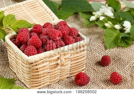Fresh raspberries in a wicker box and honey green leaves.