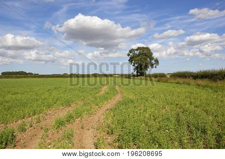 Yorkshire Wolds Pea Field