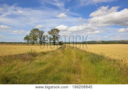 Ash Trees And Scenery