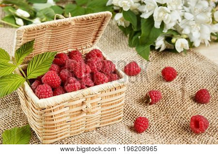 Fresh raspberries in a wicker box and honey green leaves.