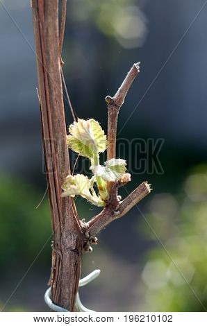 Young inflorescence of grapes on the vine close-up. Grape vine with young leaves and buds blooming on a grape vine in the vineyard. Spring buds sprouting.