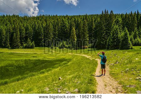 A tourist on a path in Durmitor National Park Montenegro