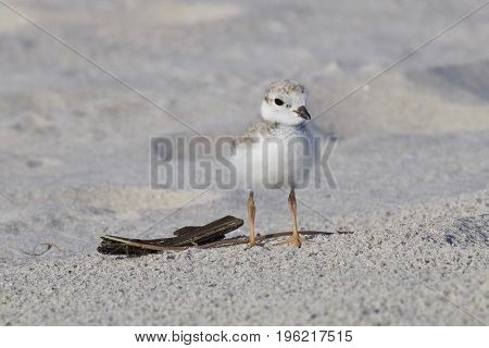 A piping plover chick standing on the beach in summer