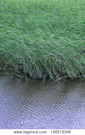 A Lot Of Stems From Green Reeds Grow From The River Water. Unmatched Reeds With Long Stems