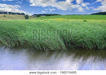 A Lot Of Stems From Green Reeds Grow From The River Water Under The Cloudy Blue Sky. Unmatched Reeds