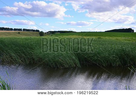 A Lot Of Stems From Green Reeds Grow From The River Water Under The Cloudy Blue Sky. Unmatched Reeds