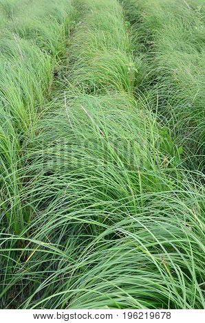 A Lot Of Stems From Green Reeds. Unmatched Reeds With Long Stems