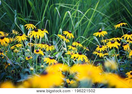 Beautiful garden with bright yellow flowers and tall green grass.