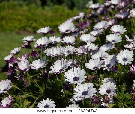 White and purple african daisy flowers at Doi Inthanon Thailand
