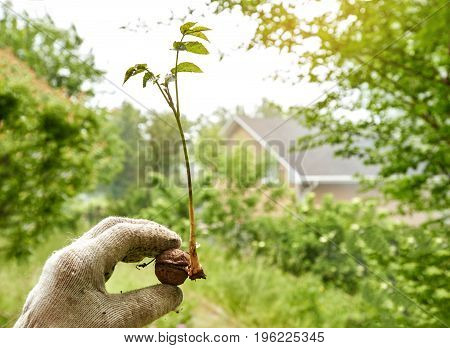 Hands of gardener in gloves holding small green plant of nut