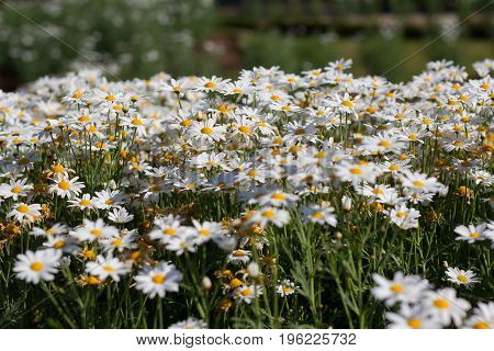 White daisy flowers at Doi Inthanon Thailand