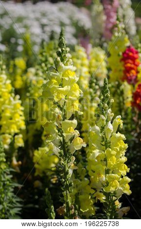 Beautiful flowers in the garden at Doi Inthanon Thailand
