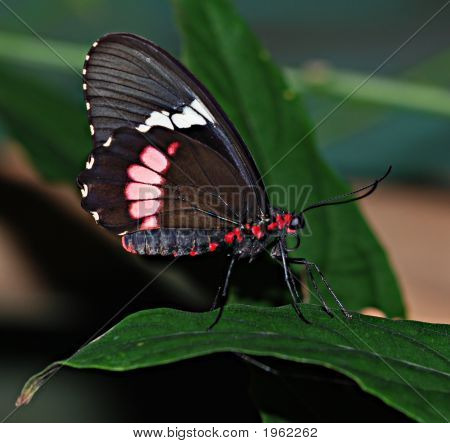 The Butterfly Effect