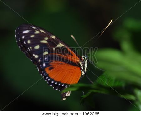 Butterfly Effect 2