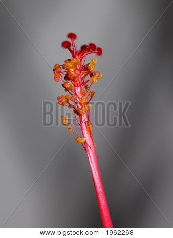 Red Stem