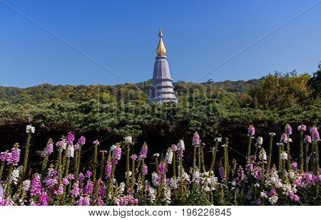 Beautiful Foxglove flowers with Pagoda at Doi Inthanon national park