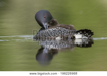 A Week-old Common Loon Chick Rides On Its Mother's Back While She Preens Her Feathers - Ontario, Can