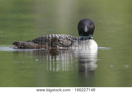 A Week-old Common Loon Chick Swims Next To Its Mother On A Canadian Lake - Haliburton Highlands, Ont