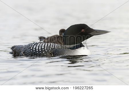 A Week-old Common Loon Chick Stretching Its Foot While Riding On Its Mother's Back - Ontario, Canada