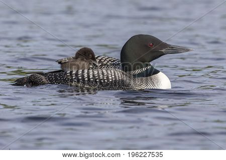 A Week-old Common Loon Chick Rides On Its Mother's Back While Partially Tucked Under Her Wing - Onta