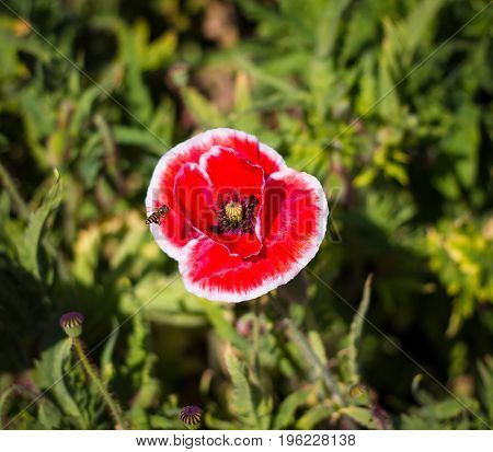 Beautiful red poppy in the garden at Doi Inthanon Thailand