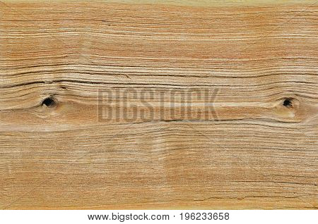 A close up of the surface of wood (Phellodendron amurense).