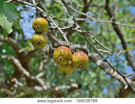 A close up of the wild pears on tree.