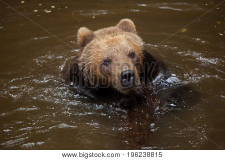 Kamchatka brown bear (Ursus arctos beringianus), also known as the Far Eastern brown bear swimming.