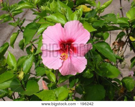 Fleur d'Hibiscus rose