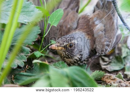 Bird thrush stealing strawberries is caught in protective mesh close-up