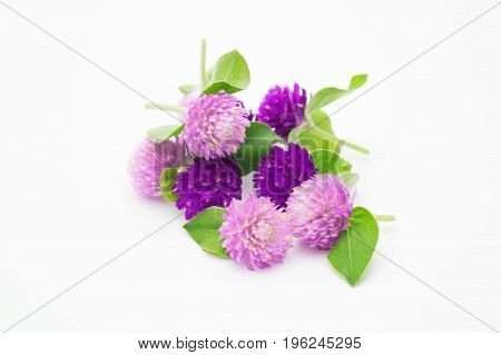 purple and pink flower on white background Gomphrena globosa
