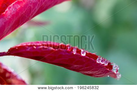 Rose leaves with dew drops lit by the sun.