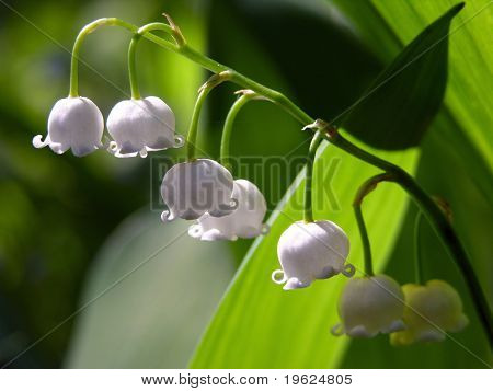 Lily Of The valley