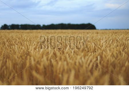 A Field Of Wheat with blue sky
