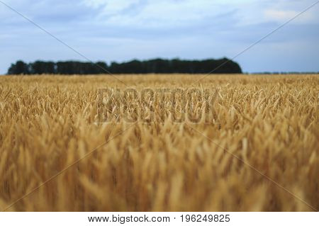 A Field Of Wheat with blue sky