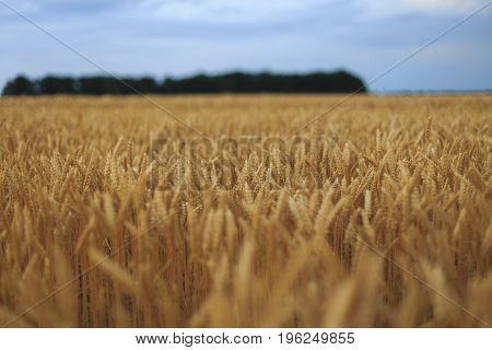 A Field Of Wheat with blue sky