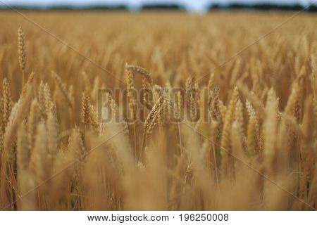 A Field Of Wheat with blue sky