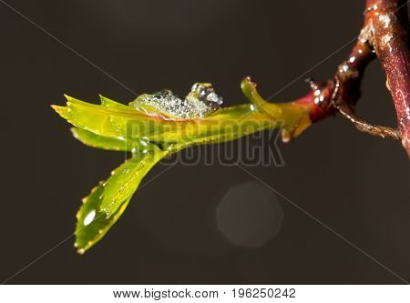snow on the small green leaves in spring. close-up