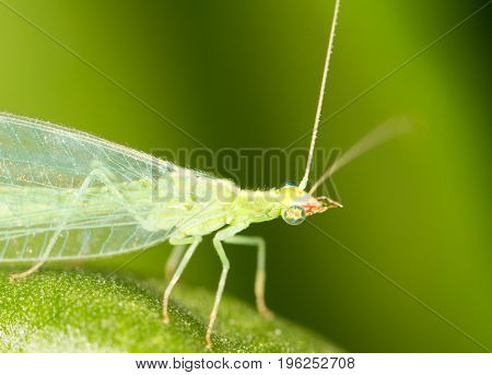 Green leaves taken lacewing flies, close-up images